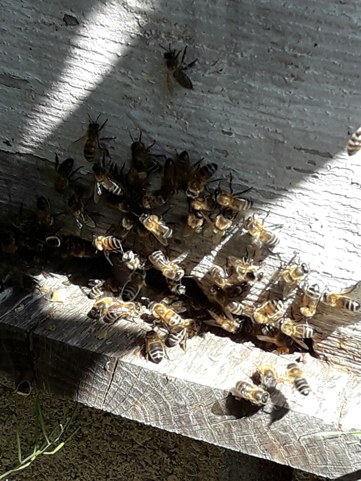 les petites abeilles