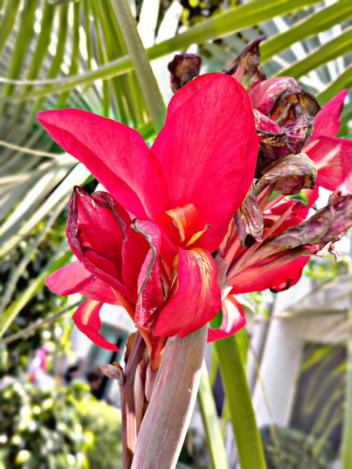 flower...