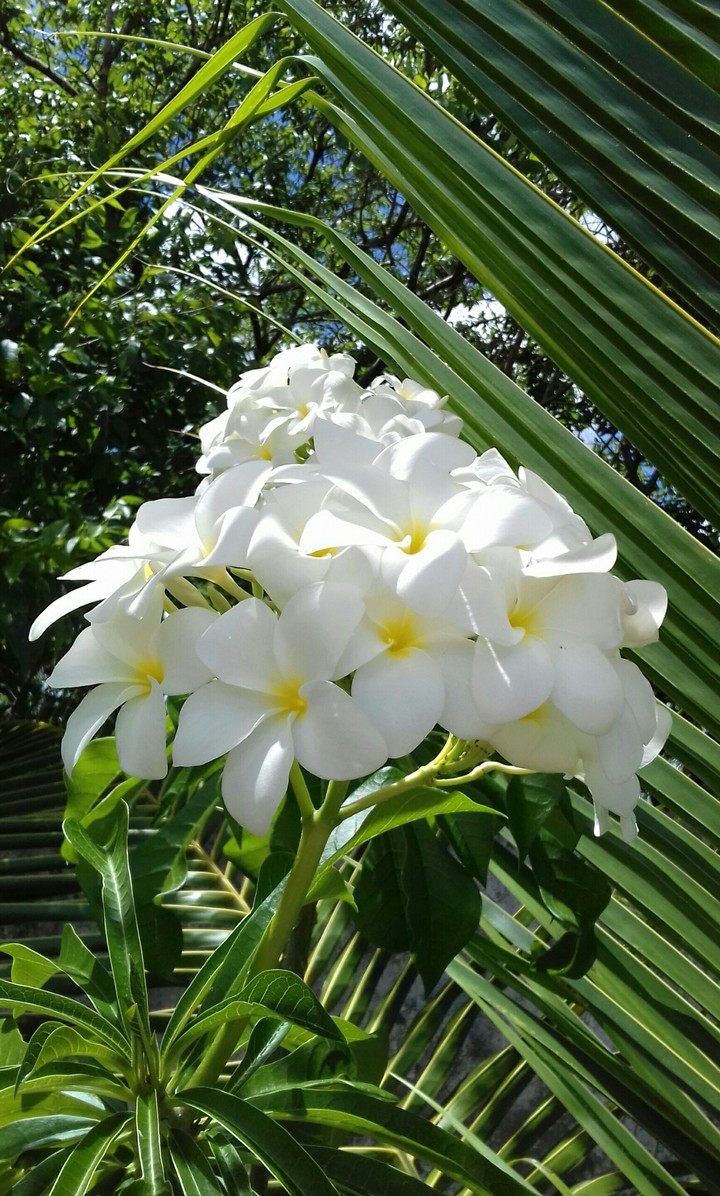 Jasmim Do Caribe