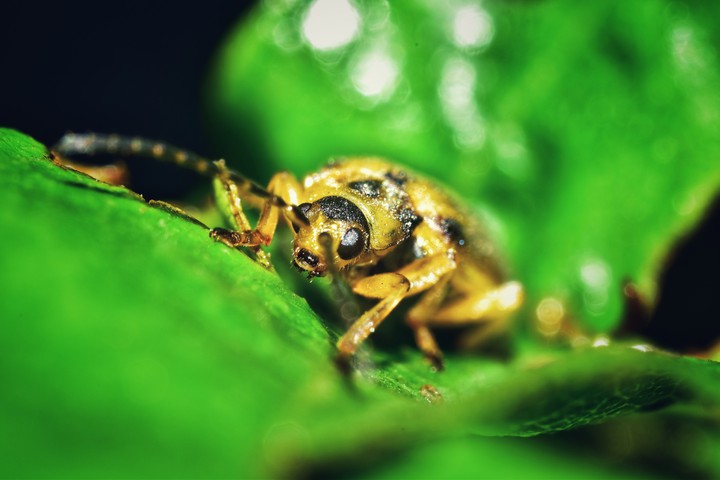 macro