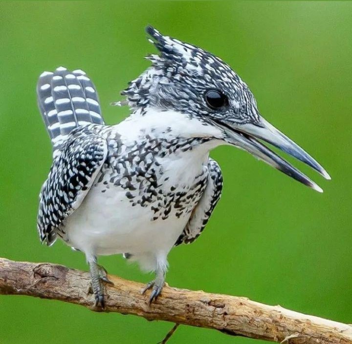 bird