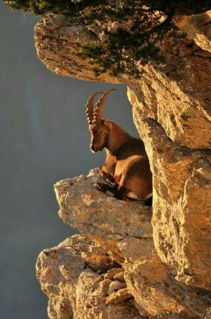 markhor