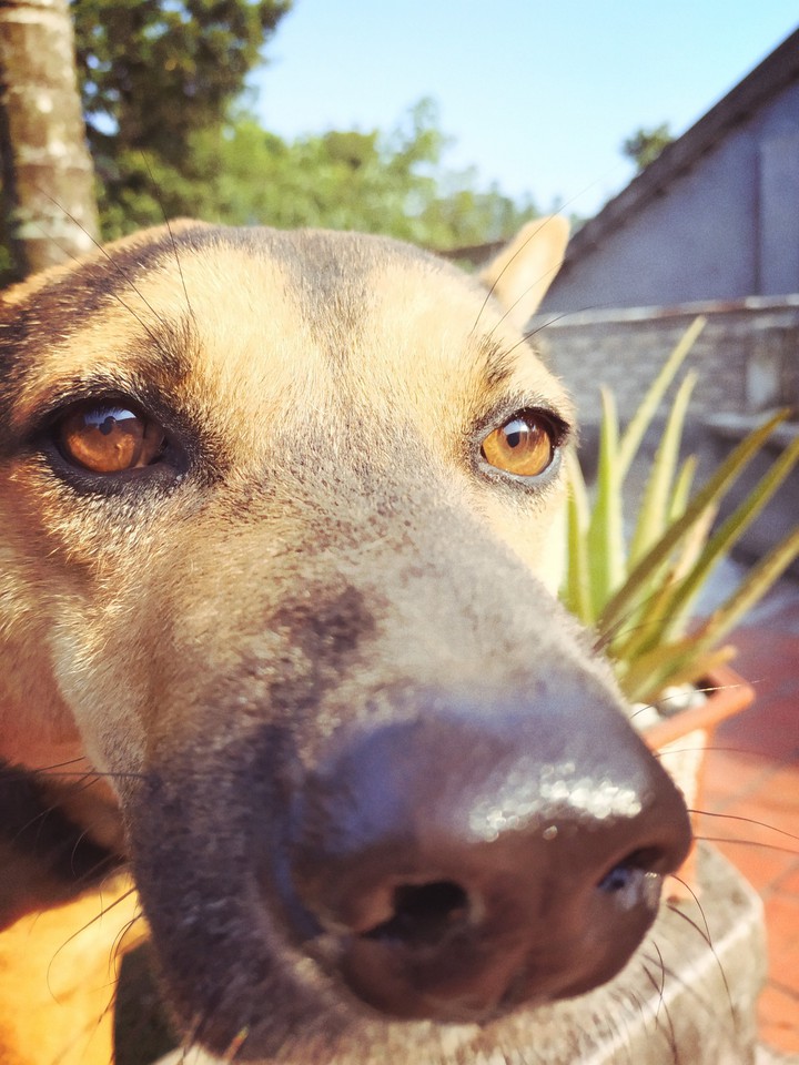 My dog