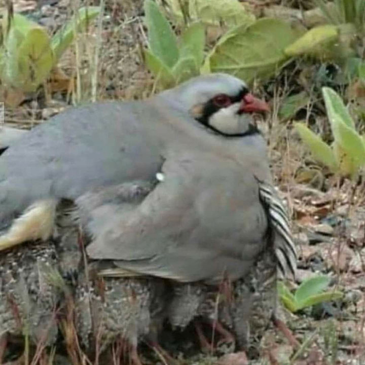 sah(spid)