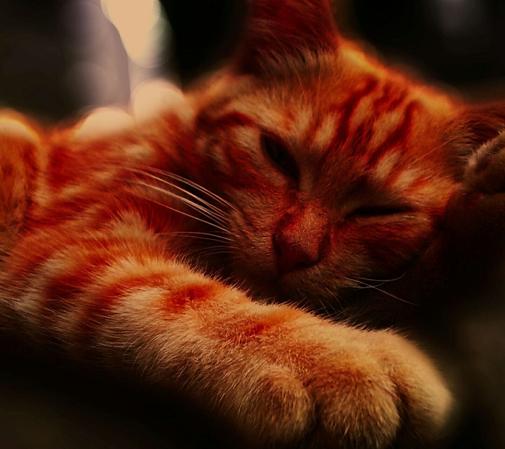 Red cat is sleeping