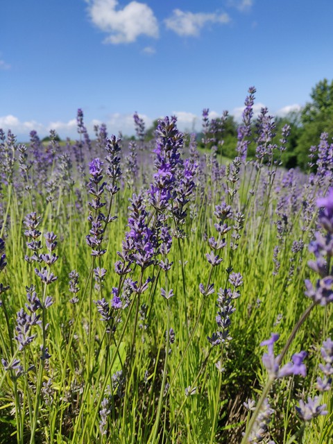 Lavanda