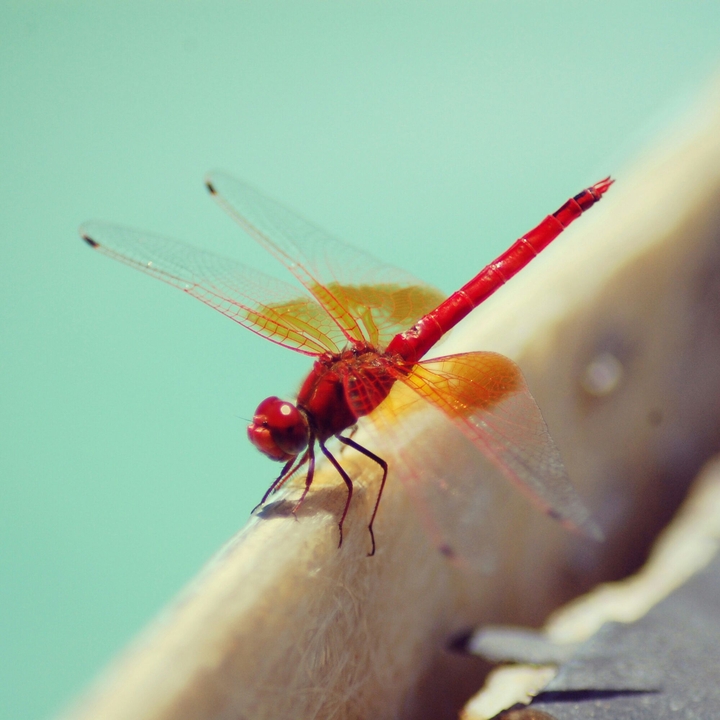 Fly away