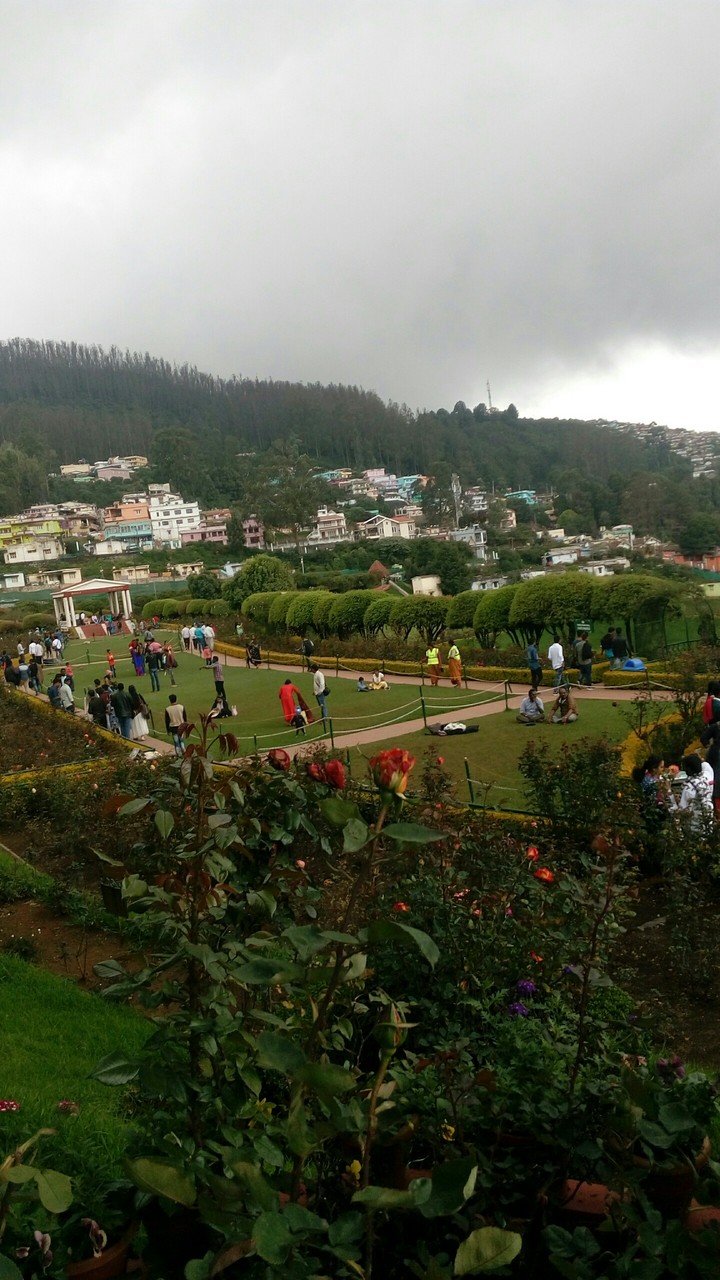 rose garden