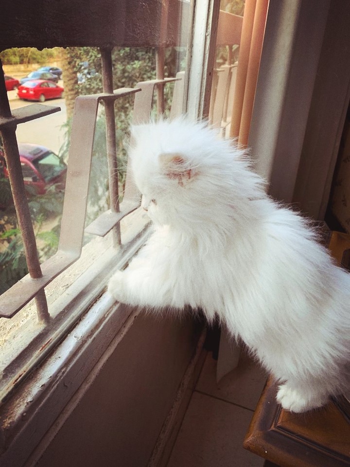 whitey