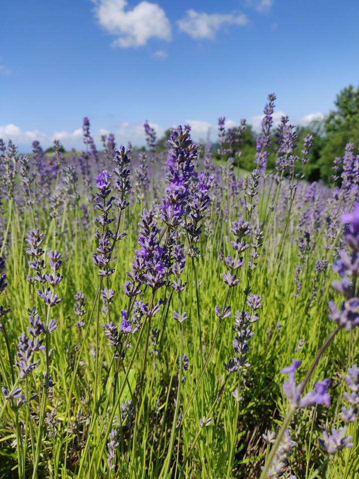 Lavanda