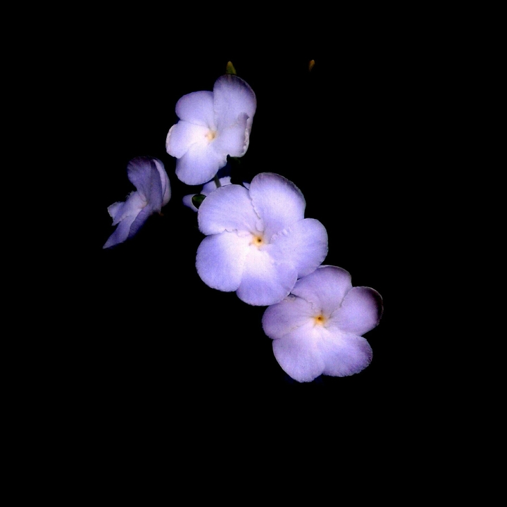 Flowers at night