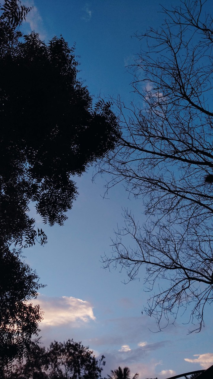 trees