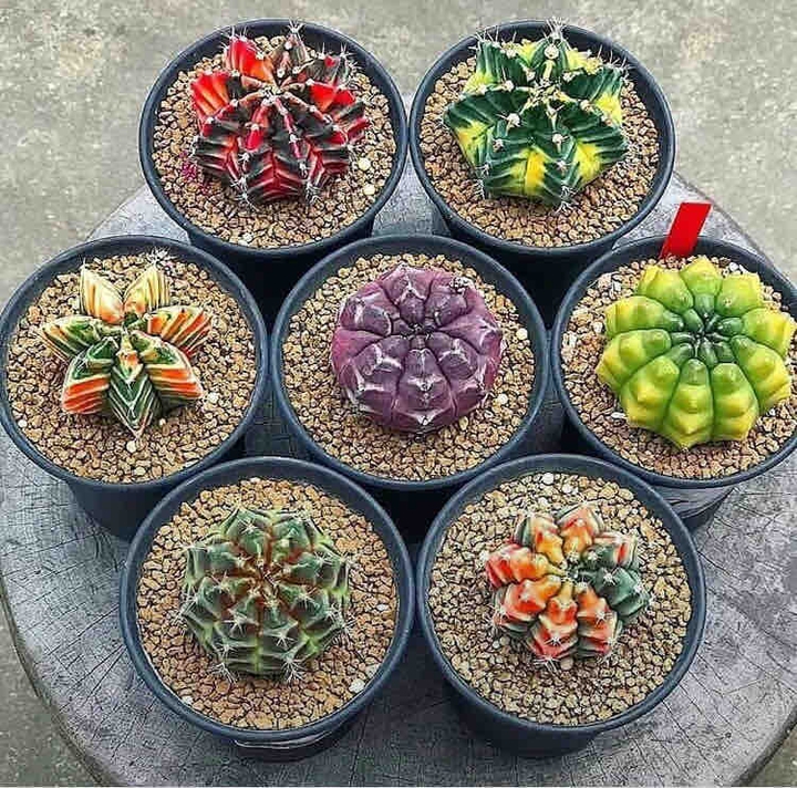 Beautiful Cactus