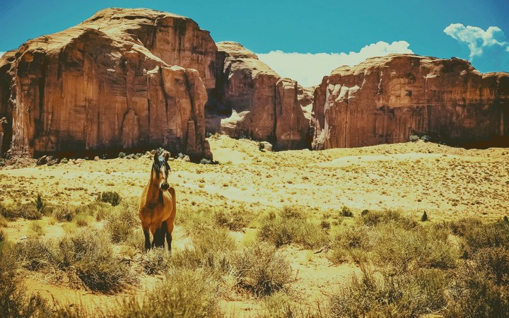 Horse desert west