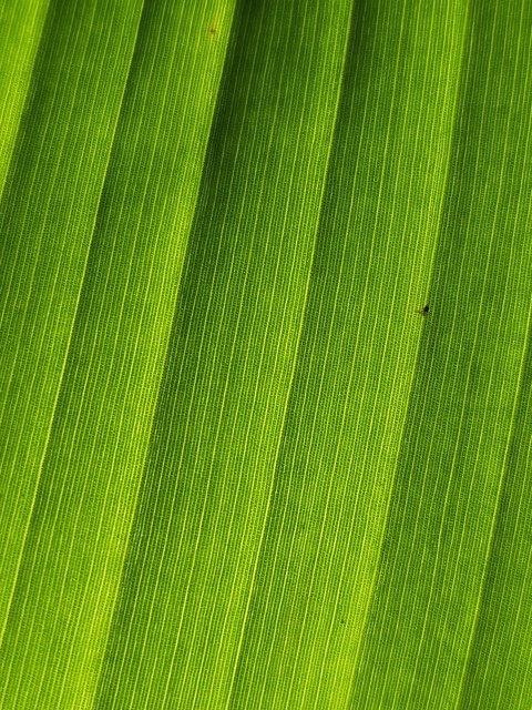 papéis de parede green, macrophotography
