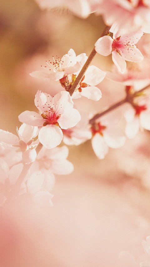 twig, pink duvar kağıtları