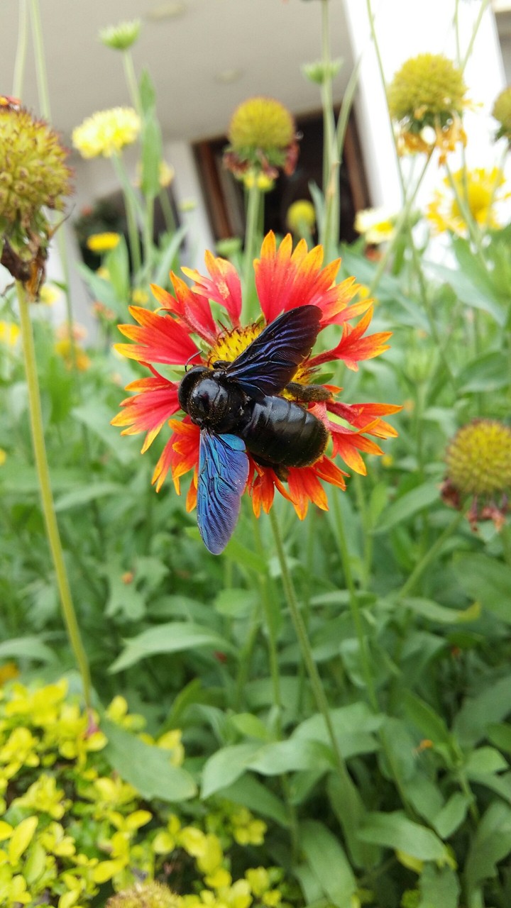 Pollination