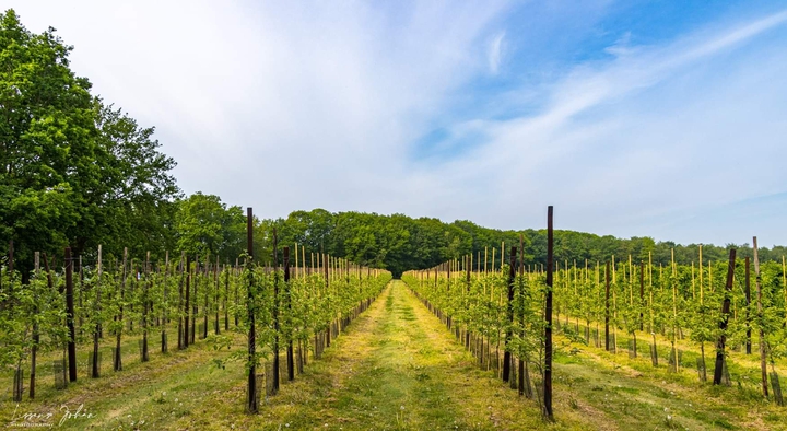 Wine vines