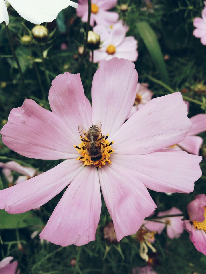 nature