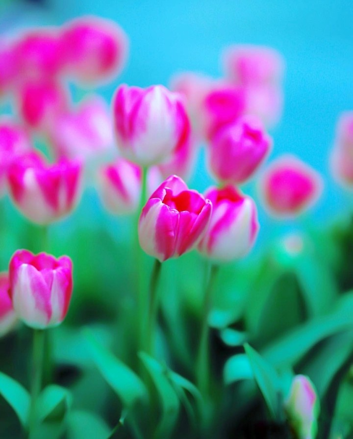 spring