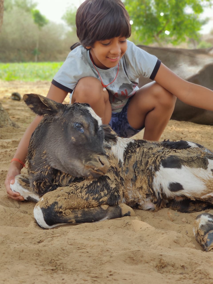 animal love
