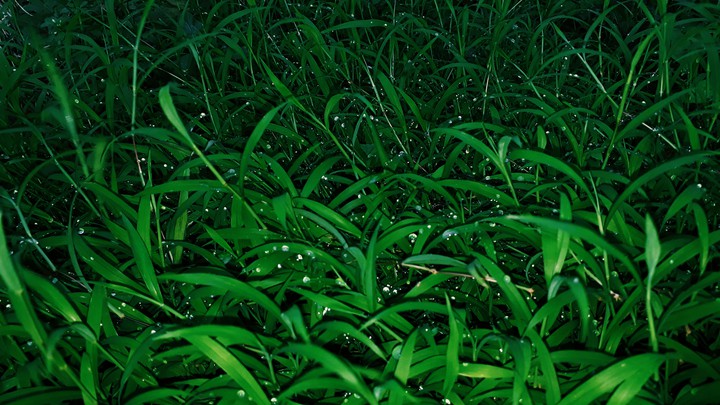 Grass