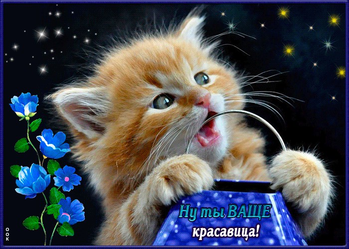 обои