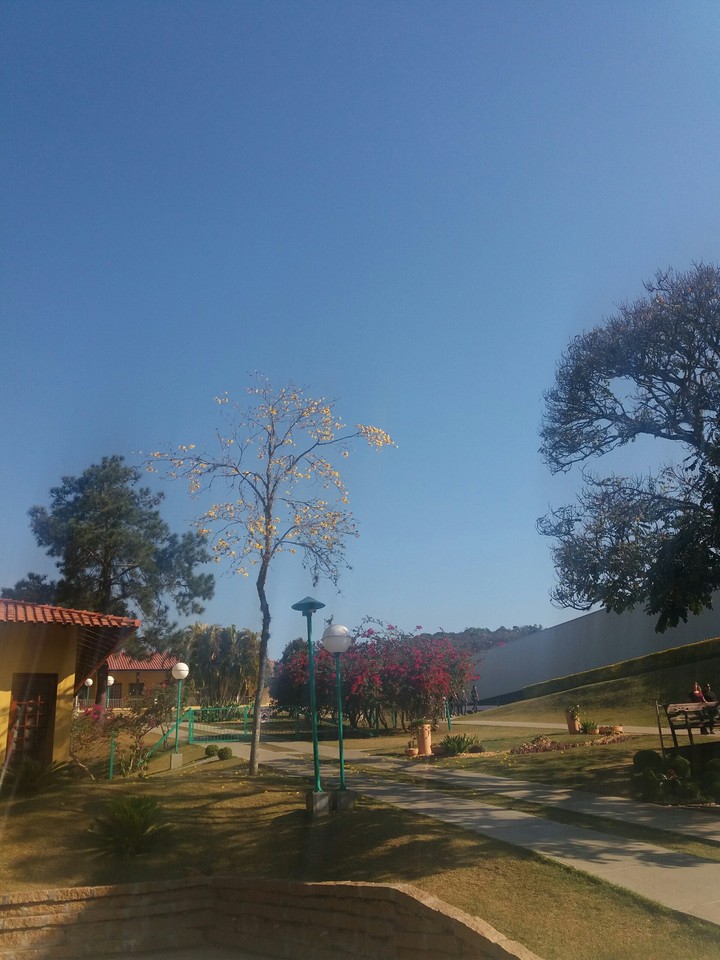 ipê