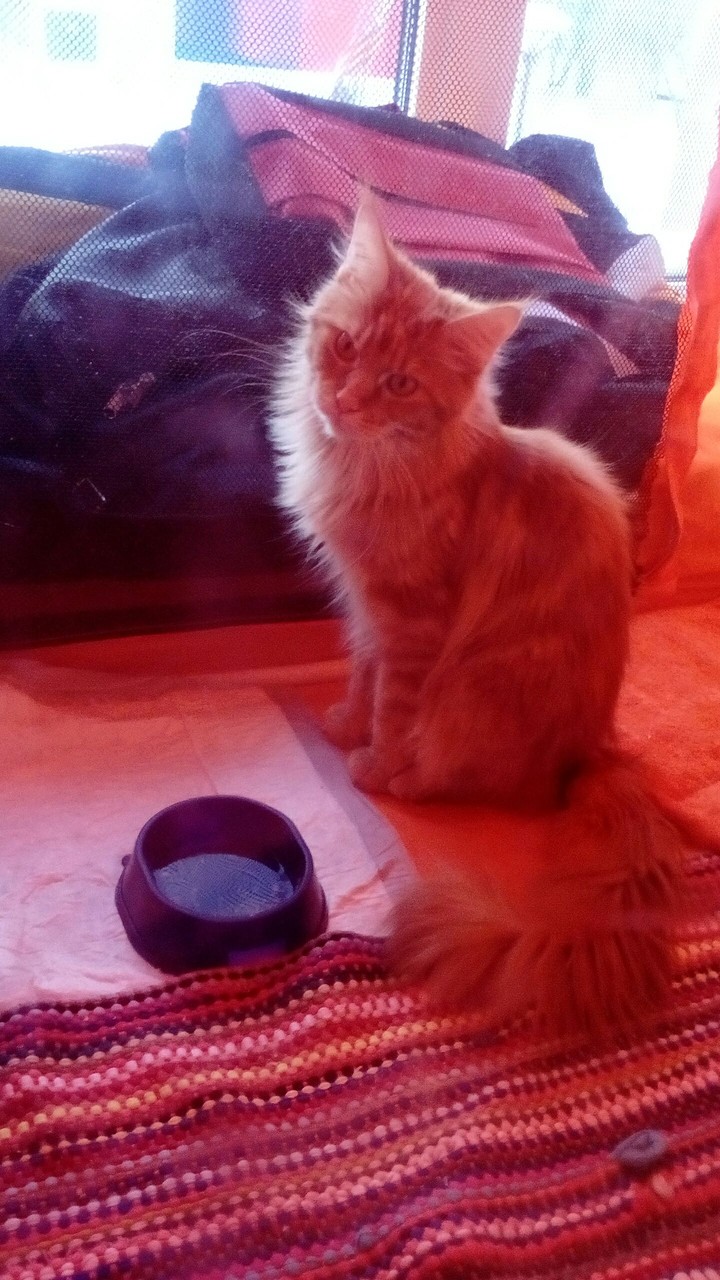 Рыжий кот