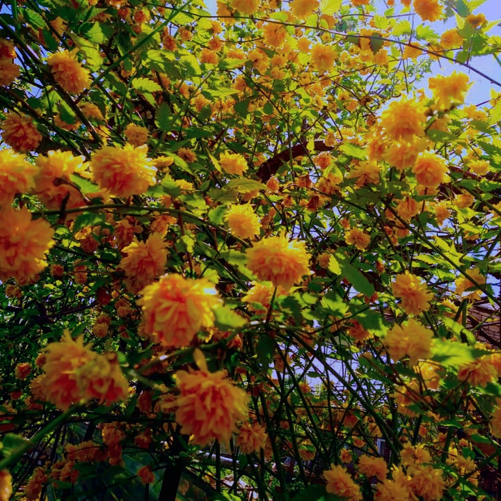 spring with beautiful flowers