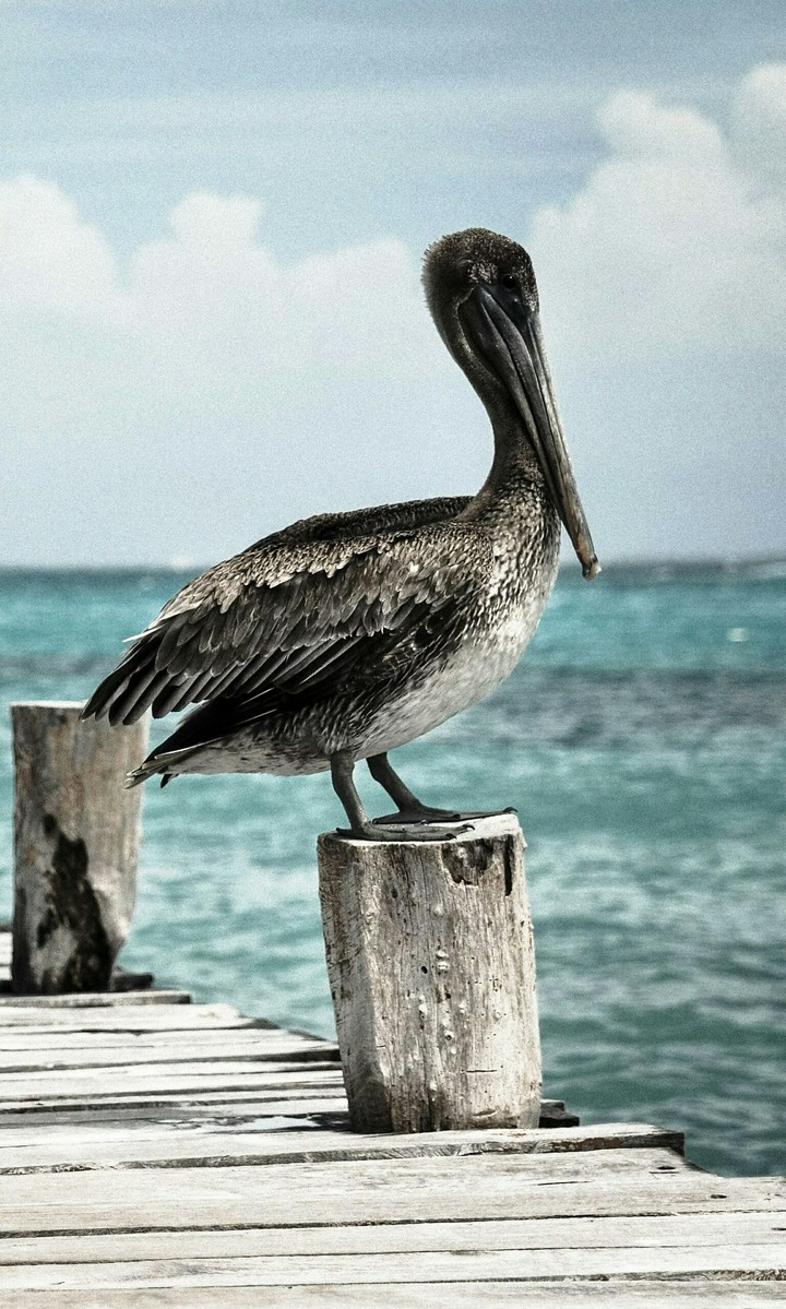 pelican