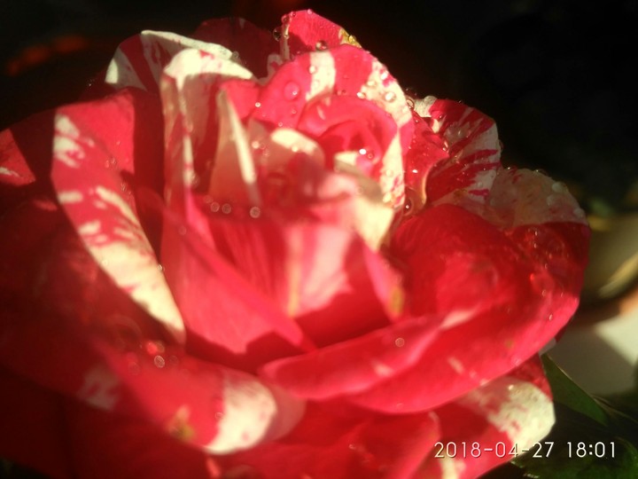 White - pink
