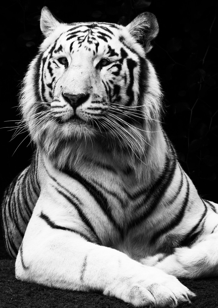 Grey Side...!!!