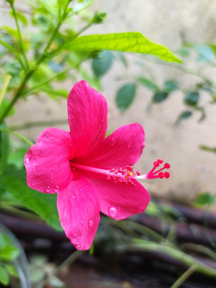 flower
