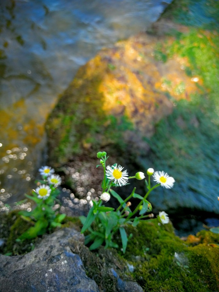flowered rock