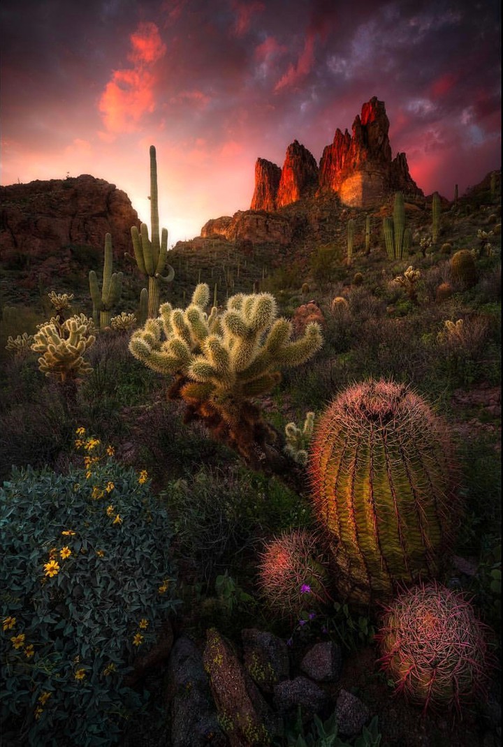 Arizona
