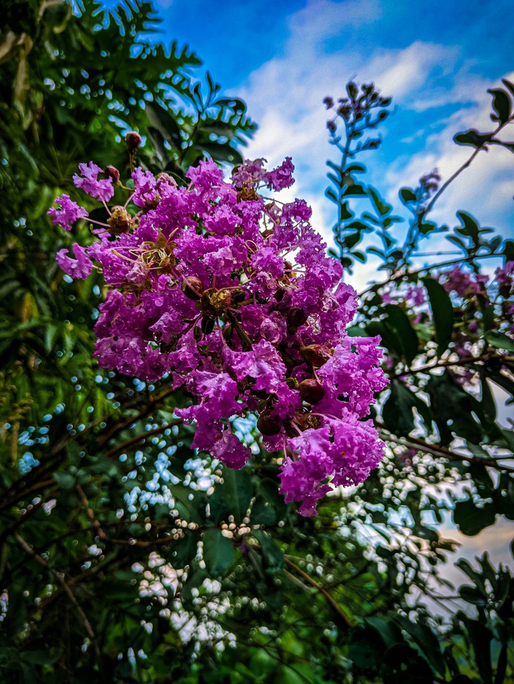 Flowers