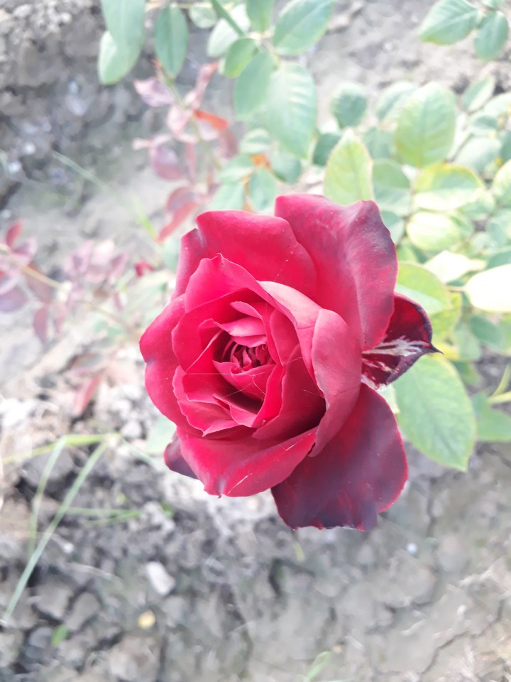 sweet rose