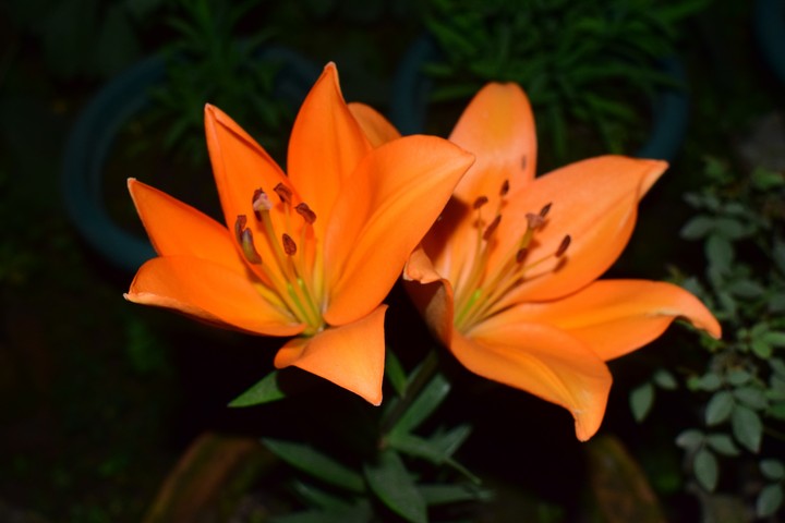 orange lilium ?