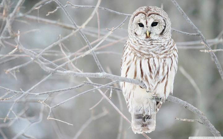 hibou
