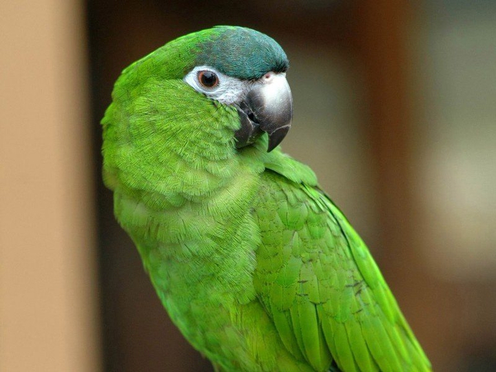 green clown