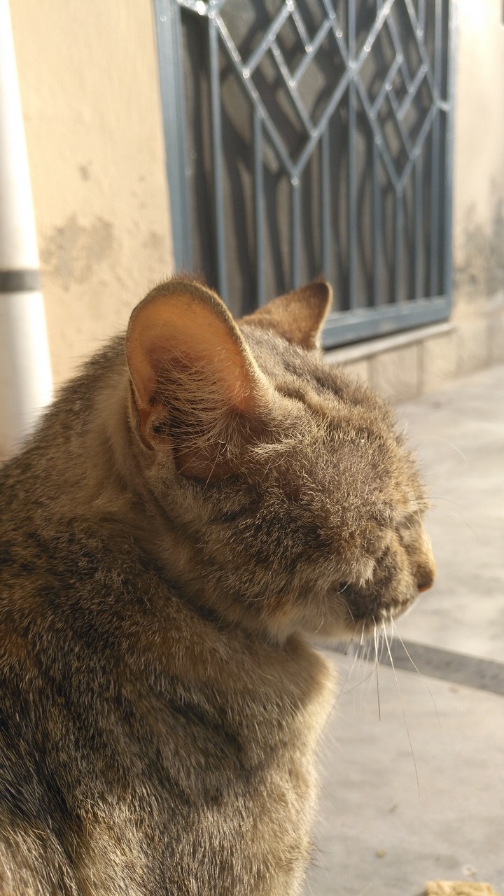 cat