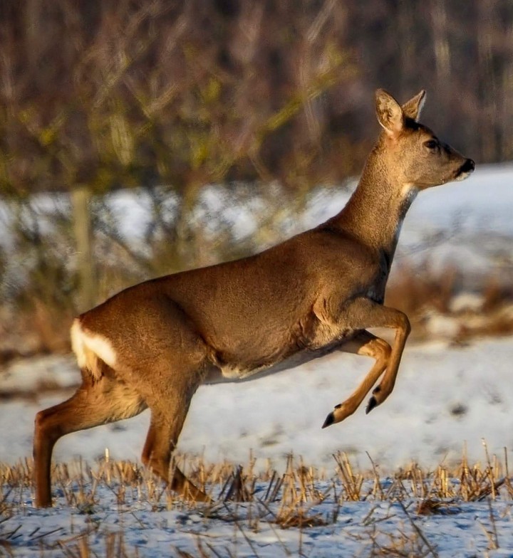 Deer