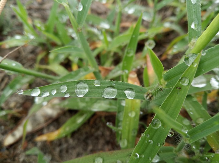 dew