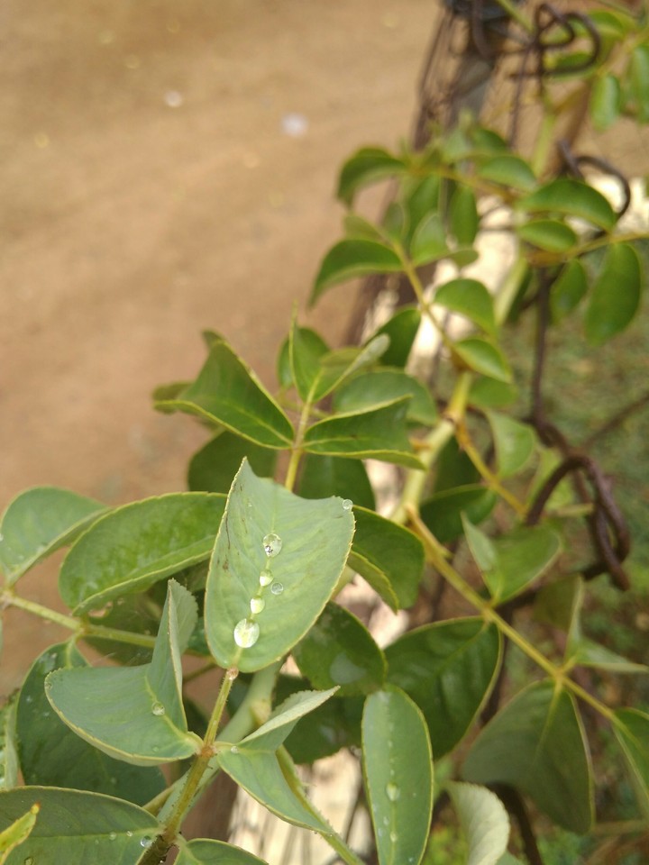rain drops