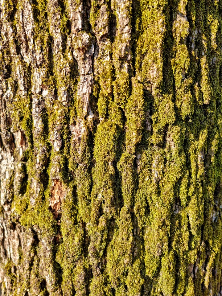 the mossy bark of a Korea pine tree