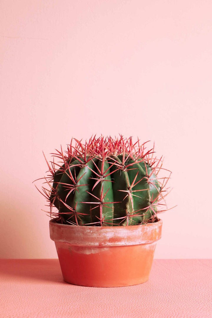 Cactus
