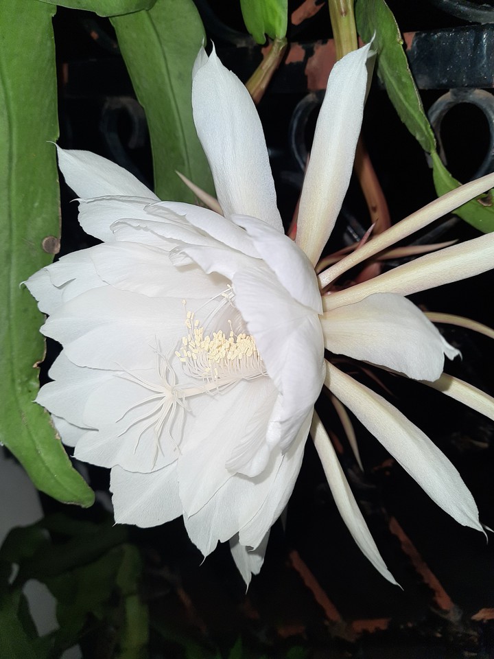 Queen of the night