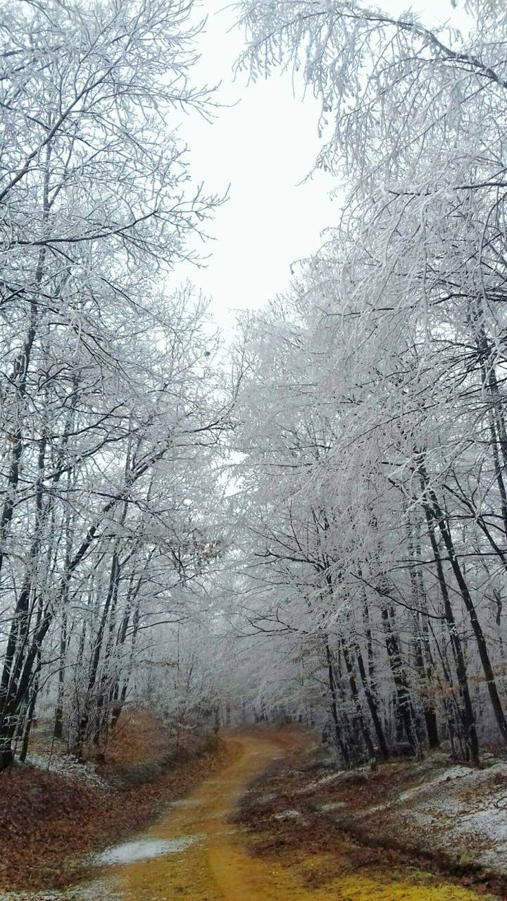 Cold Morning Forest