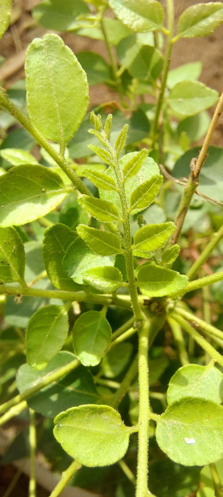 Karhi Pataa